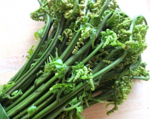 Edible Lady Fern
