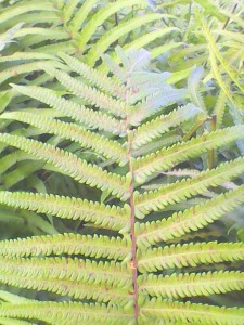 Poisonous Fern
