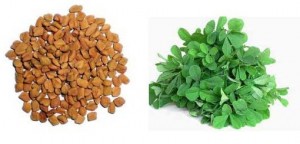 Fenogreek (Methi)