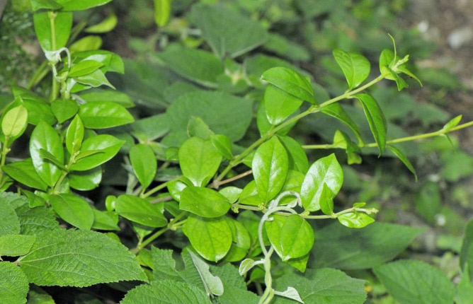 Madhunishini Vati Plant