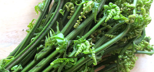 Edible Ferns - ollo Page