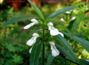 Leucas Aspera Plant